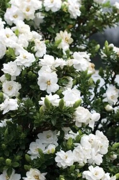 Double Mint Gardenia - 6 Pack Of 1 Gallon Pots 10 Double Mint Gardenia - 6 Pack Of 1 Gallon Pots -Wilson Bros Gardens Gardenia Double Mint 2