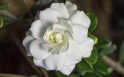 Double Mint Gardenia - 6 Pack Of 1 Gallon Pots 13 Double Mint Gardenia - 6 Pack Of 1 Gallon Pots -Wilson Bros Gardens Gardenia Double Mint 6