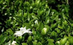 Double Mint Gardenia - 6 Pack Of 1 Gallon Pots 12 Double Mint Gardenia - 6 Pack Of 1 Gallon Pots -Wilson Bros Gardens Gardenia Double Mint 7