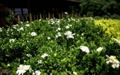 Double Mint Gardenia - 6 Pack Of 1 Gallon Pots 11 Double Mint Gardenia - 6 Pack Of 1 Gallon Pots -Wilson Bros Gardens Gardenia Double Mint 8