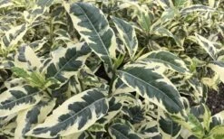 Variegated Gardenia - 1 Gallon Pot -Wilson Bros Gardens Gardenia Variegated 2