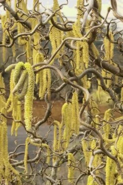 Harry Lauder's Walking Stick - Corylus Avellana 'Contorta' - 5 Gallon Pot -Wilson Bros Gardens Harry Lauder Walking Stick 11