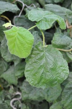 Harry Lauder's Walking Stick - Corylus Avellana 'Contorta' - 5 Gallon Pot -Wilson Bros Gardens Harry Lauder Walking Stick 12