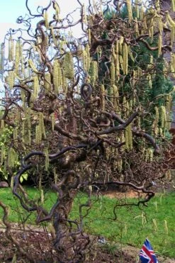 Harry Lauder's Walking Stick - Corylus Avellana 'Contorta' - 5 Gallon Pot -Wilson Bros Gardens Harry Lauder Walking Stick 16