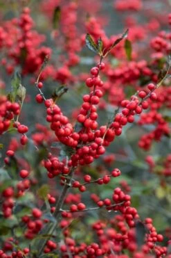 Male & Female Winterberry Holly Combo (2-Pack Of 3 Gallon Pots) -Wilson Bros Gardens Holly Winter Red 3
