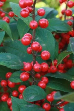 Male & Female Winterberry Holly Combo (2-Pack Of 3 Gallon Pots) -Wilson Bros Gardens Holly Winter Red 5