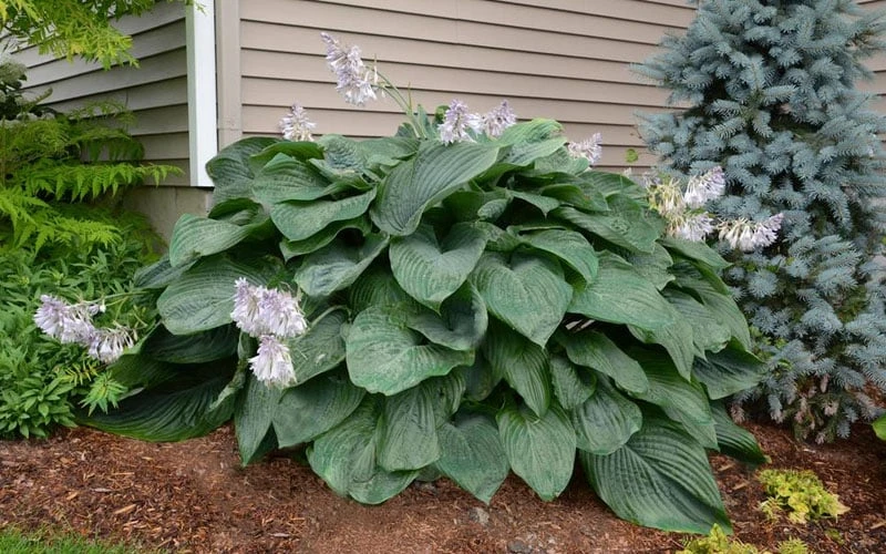 Empress Wu Giant Hosta Lily - 1 Gallon Pot 5 Empress Wu Giant Hosta Lily - 1 Gallon Pot - Image 5