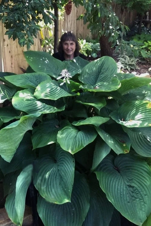 Empress Wu Giant Hosta Lily - 1 Gallon Pot 1 Empress Wu Giant Hosta Lily - 1 Gallon Pot