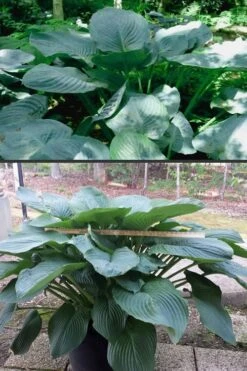Empress Wu Giant Hosta Lily - 1 Gallon Pot 12 Empress Wu Giant Hosta Lily - 1 Gallon Pot -Wilson Bros Gardens Hosta Empress Wu 500x750 1