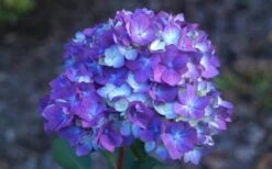 Bloomstruck Endless Summer Hydrangea - 1 Gallon Pot -Wilson Bros Gardens Hydrangea Bloomstruck Bloom
