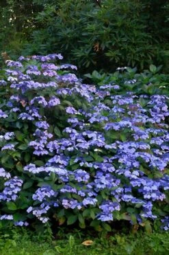 Blue Wave Lacecap Hydrangea - 3 Gallon Pot -Wilson Bros Gardens Hydrangea Blue Wave 1