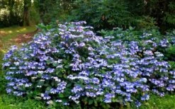 Blue Wave Lacecap Hydrangea - 3 Gallon Pot -Wilson Bros Gardens Hydrangea Blue Wave 2