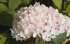 Blushing Bride Endless Summer Hydrangea - 1 Gallon Pot 8 Blushing Bride Endless Summer Hydrangea - 1 Gallon Pot -Wilson Bros Gardens Hydrangea Blushing Bride 2