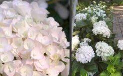 Blushing Bride Endless Summer Hydrangea - 1 Gallon Pot 9 Blushing Bride Endless Summer Hydrangea - 1 Gallon Pot -Wilson Bros Gardens Hydrangea Blushing Bride