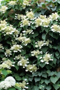 Moonlight Climbing Hydrangea - 1 Gallon Pot -Wilson Bros Gardens Hydrangea Climbing Moonlight 3
