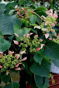 Rose Sensation Pink Climbing Hydrangea Vine - 1 Gallon Pot -Wilson Bros Gardens Hydrangea Climbing Rose Sensation 2