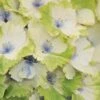 Everlasting Noblesse Hydrangea - 3 Gallon Pot