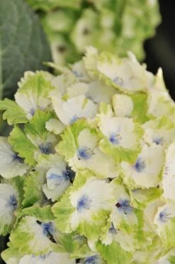 Everlasting Noblesse Hydrangea - 3 Gallon Pot -Wilson Bros Gardens Hydrangea Everlasting Noblesse 3