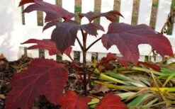 Ruby Slippers Dwarf Oakleaf Hydrangea - 7 Gallon Pot -Wilson Bros Gardens Hydrangea Oakleaf Ruby Slippers Fall Foliage Color