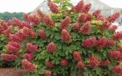 Ruby Slippers Dwarf Oakleaf Hydrangea - 7 Gallon Pot -Wilson Bros Gardens Hydrangea Oakleaf Ruby Slippers Full Bloom