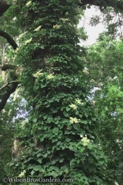 Moonlight Climbing Hydrangea - 1 Gallon Pot -Wilson Bros Gardens Hydrangea Petiolaris Climbing Tree 18
