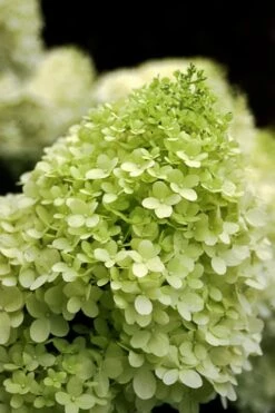 Limelight PeeGee Hydrangea - Single Trunk Topiary Tree - 5 Gallon Pot -Wilson Bros Gardens Hydrangea limelightf BS