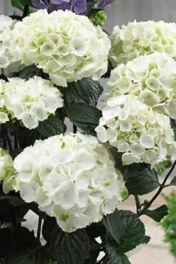 Zebra Hydrangea - 3 Gallon Pot -Wilson Bros Gardens Hydrangrea Zebra 12 1
