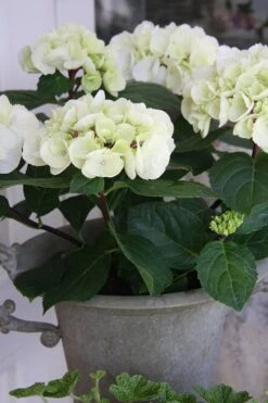 Zebra Hydrangea - 1 Gallon Pot -Wilson Bros Gardens Hydrangrea Zebra 14