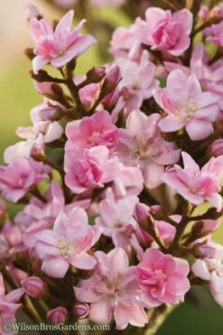 Rosalinda Indian Hawthorn Single Trunk Tree - 7 Gallon Pot (6-7') -Wilson Bros Gardens Indian Hawthorne Rosalinda 6