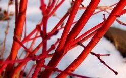 Little Sango' Dwarf Coral Bark Japanese Maple - 5 Gallon Pot 15 Little Sango' Dwarf Coral Bark Japanese Maple - 5 Gallon Pot -Wilson Bros Gardens Japanese Maple Fjellheim 2