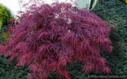 Red Dragon Dwarf Japanese Maple - 3 Gallon Pot -Wilson Bros Gardens Japanese Maple Red Dragon 21