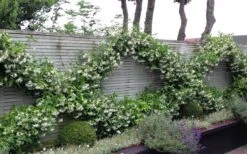 Madison Confederate Jasmine - 6 Pack Of 1 Gallon Pots -Wilson Bros Gardens Jasmine Madison 12 1