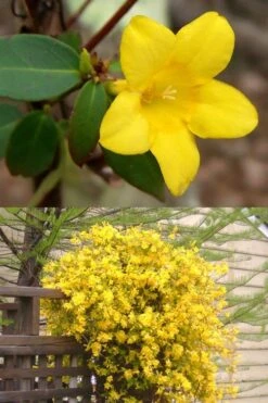 Swamp Carolina Jasmine (Jessamine) - Gelsemium Rankinii - 2 Gallon Pot -Wilson Bros Gardens Jasmine rankinii Swamp Jessamine 1