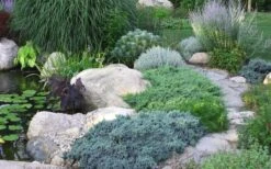 Blue Star Juniper - 2 Gallon Pot -Wilson Bros Gardens Juniper Blue Star 14