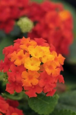 Cosmic Firestorm Lantana - 1 Gallon Pot -Wilson Bros Gardens Lantana Little Lucky Red 500x750 1