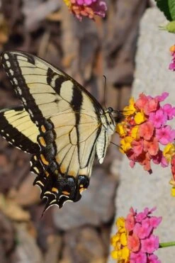 Sonset Hardy Lantana - 5 Pack Of Quart Pots -Wilson Bros Gardens Lantana Sonset 25