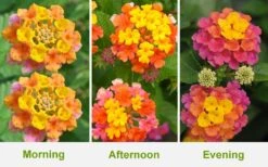 Sonset Hardy Lantana - 5 Pack Of Quart Pots -Wilson Bros Gardens Lantana Sonset 26