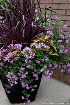 Trailing Lavender Lantana - 5 Pack Of Pint Pots -Wilson Bros Gardens Lantana Trailing Lavender 16