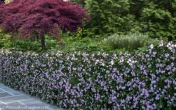 Trailing Lavender Lantana - 5 Pack Of Pint Pots -Wilson Bros Gardens Lantana Trailing Lavender 22