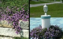Trailing Lavender Lantana - 5 Pack Of Pint Pots -Wilson Bros Gardens Lantana Trailing Lavender 3