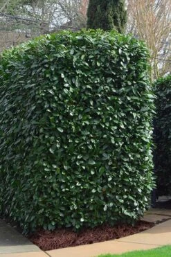 Schip Laurel (Prunus Laurocersasus 'Schipkaensis') - 6 Pack Of 1 Gallon Pots -Wilson Bros Gardens Laurel Schip 2