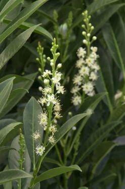 Schip Laurel (Prunus Laurocersasus 'Schipkaensis') - 6 Pack Of 1 Gallon Pots -Wilson Bros Gardens Laurel Schip 3