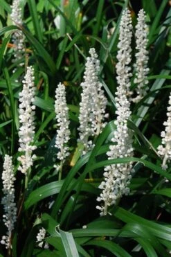 Monroe's White Liriope - Lilyturf - 18 Count Flat Of Pint Pots -Wilson Bros Gardens Liriope Monroe White 10