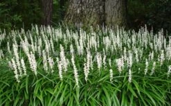 Monroe's White Liriope - Lilyturf - 18 Count Flat Of Pint Pots -Wilson Bros Gardens Liriope Monroe White Landscape