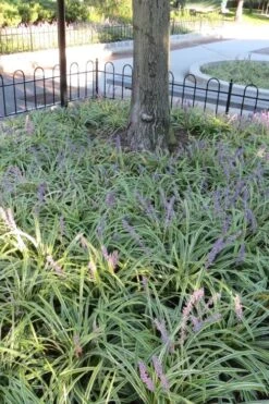 Variegated Liriope - Monkey Grass / Lilyturf - 6 Pack Of Pint Pots 13 Variegated Liriope - Monkey Grass / Lilyturf - 6 Pack Of Pint Pots -Wilson Bros Gardens Liriope Variegata 6