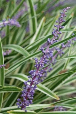 Variegated Liriope - Monkey Grass / Lilyturf - 6 Pack Of Pint Pots 15 Variegated Liriope - Monkey Grass / Lilyturf - 6 Pack Of Pint Pots -Wilson Bros Gardens Liriope Variegata 7