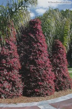 Zhuzhou Loropetalum (Chinese Fringeflower) - 3 Gallon Pot -Wilson Bros Gardens Loropetalum ZhuZhou 22