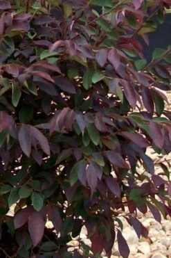 Zhuzhou Loropetalum (Chinese Fringeflower) - 3 Gallon Pot -Wilson Bros Gardens Loropetalum ZhuZhou 25