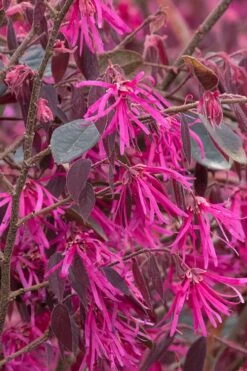 Zhuzhou Loropetalum (Chinese Fringeflower) - 3 Gallon Pot -Wilson Bros Gardens Loropetalum ZhuZhou BS