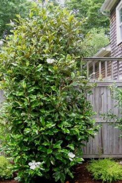 Alta Southern Magnolia - 7 Gallon Pot (3-4') -Wilson Bros Gardens Magnolia Alta 500x750 1